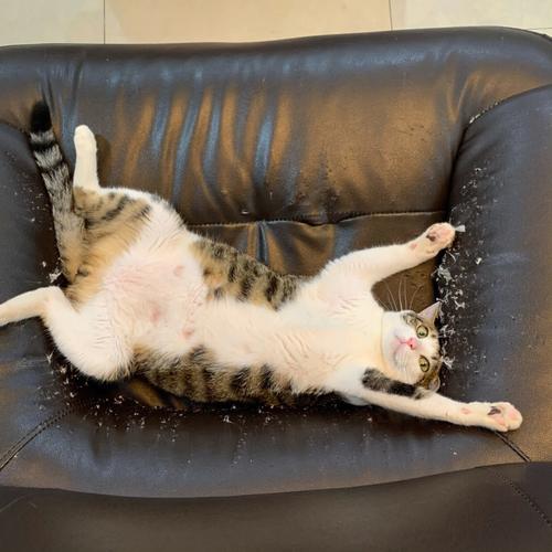 猫咪在沙发边缘做气味标记实拍