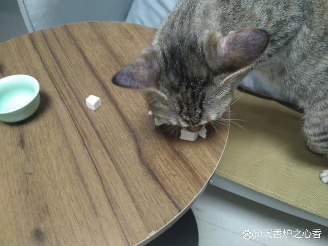 躲在沙发底的蓝猫应激实拍
