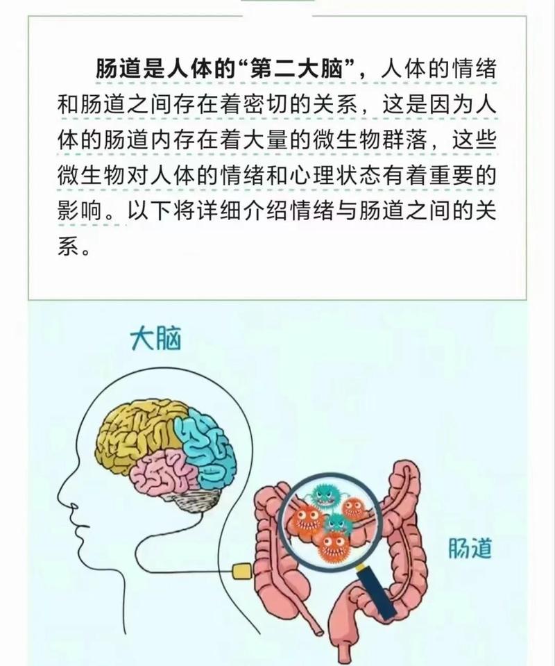 肠易激综合征情绪影响肠胃神经示意图