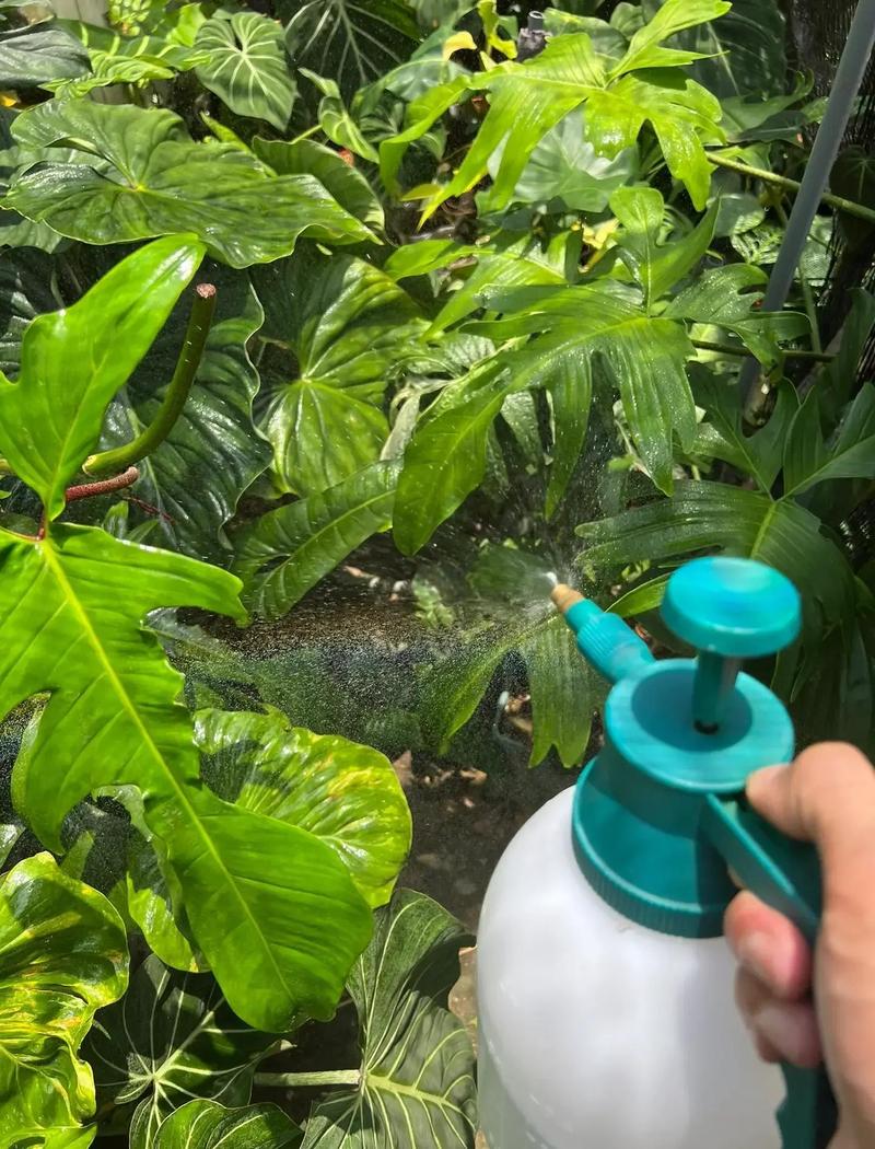 家庭自制绿植防虫溶液操作实拍