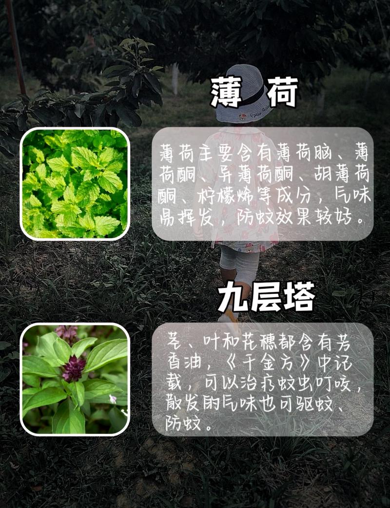 这些所谓的天然驱蚊,其实没用