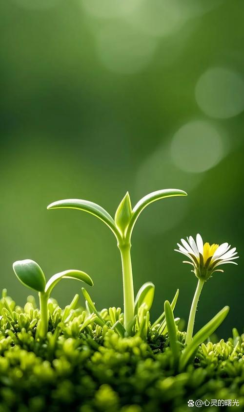 真正的生长，从来都不露在表面