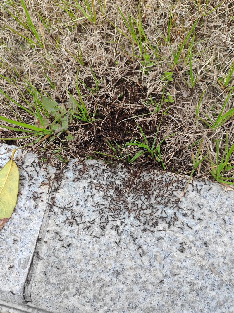 小区路边草地的蚂蚁窝群落