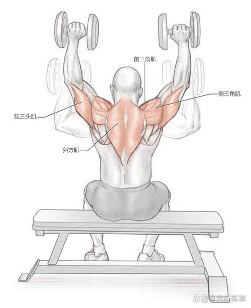 哑铃轻量训练肩部推举动作示意图