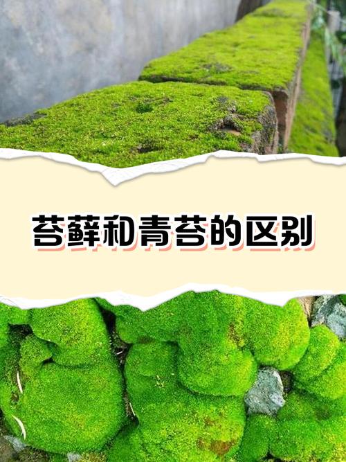 苔藓的时区,和人类不一样