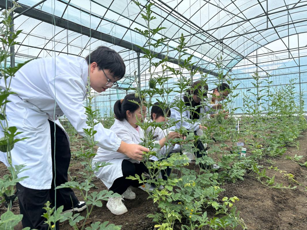 本科生在农业育种实习基地大棚做科研记录