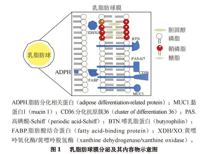 牛乳到底值不值得每天喝?我用三个月数据告诉你真相-因为所以