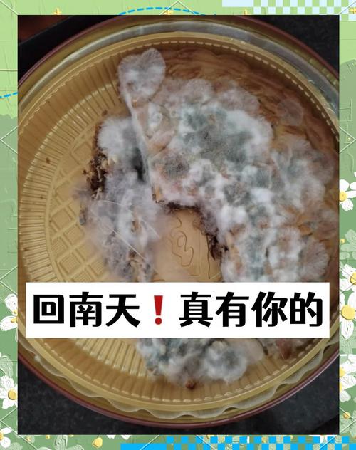 南方梅雨季家庭宠物窝受潮发霉实拍