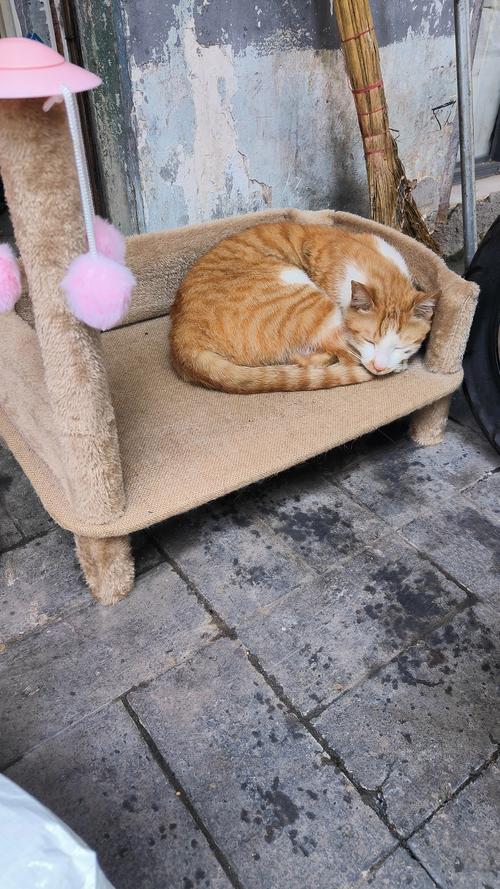 猫咪蜷在自己熟悉的猫窝上警惕看镜头的实拍图
