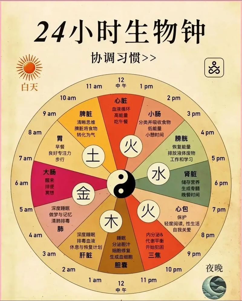 早晨阳光校准人体生物钟示意图
