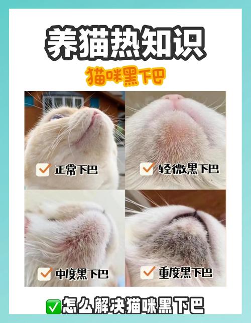 猫咪轻重度黑下巴症状对比图