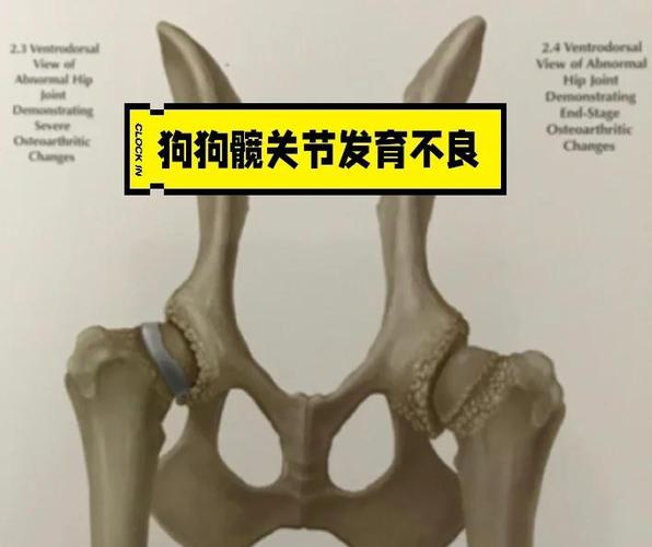 正常犬髋关节与发育不良X光对比图