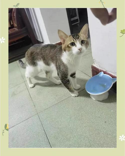 猫传腹治愈后猫咪居家玩耍日常