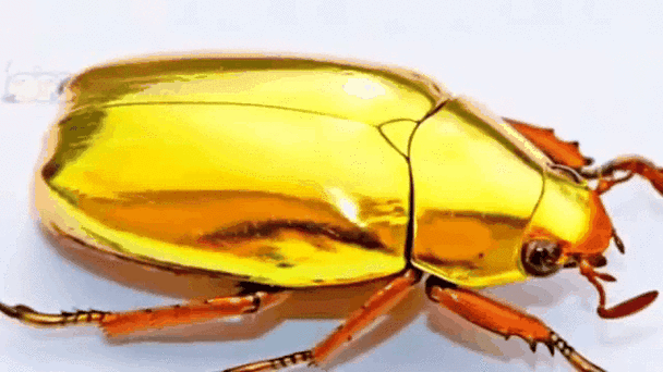 最值钱的其实是bug
