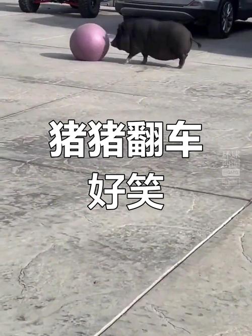 这些翻车名场面,够我笑一年