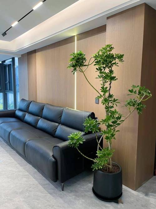 沙发背景墙挂式绿植摆放效果图