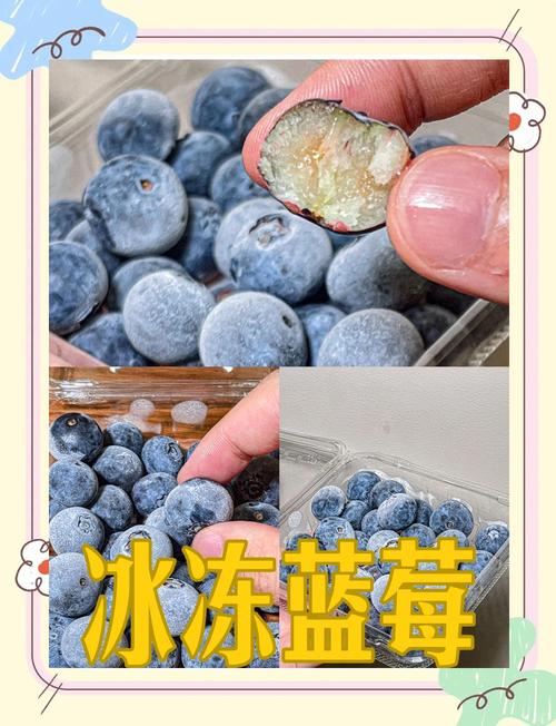 平铺冷冻蓝莓的烤盘实拍图