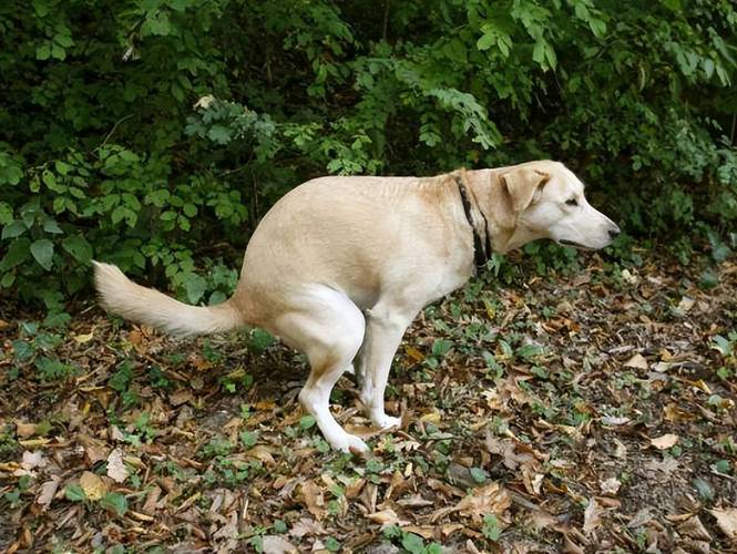 幼犬排便前转圈嗅闻行为实拍图