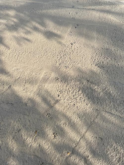 沈阳铁西区夕阳下红砖墙面猫脚印