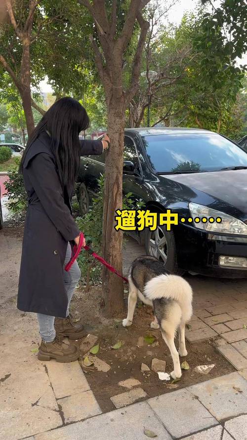发情期牵绳遛狗的中型犬场景