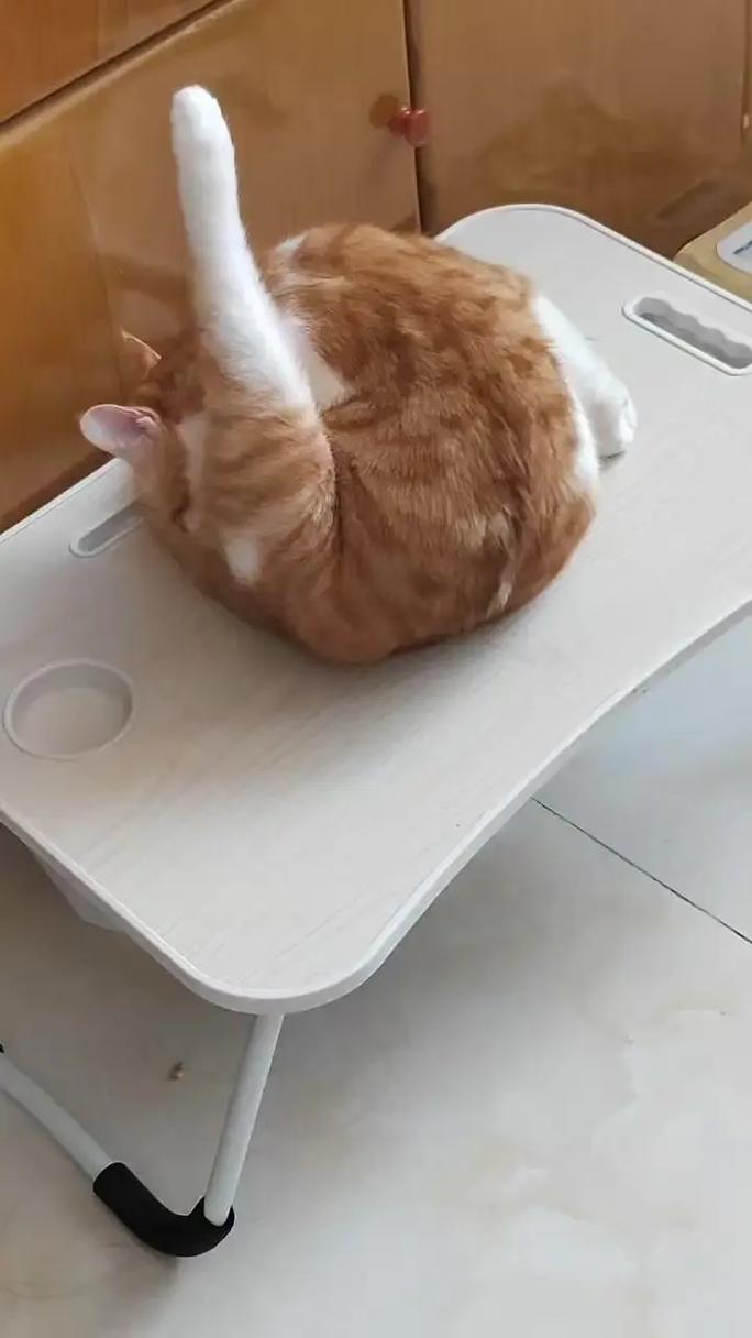 橘猫在家中地毯上揣手手实拍