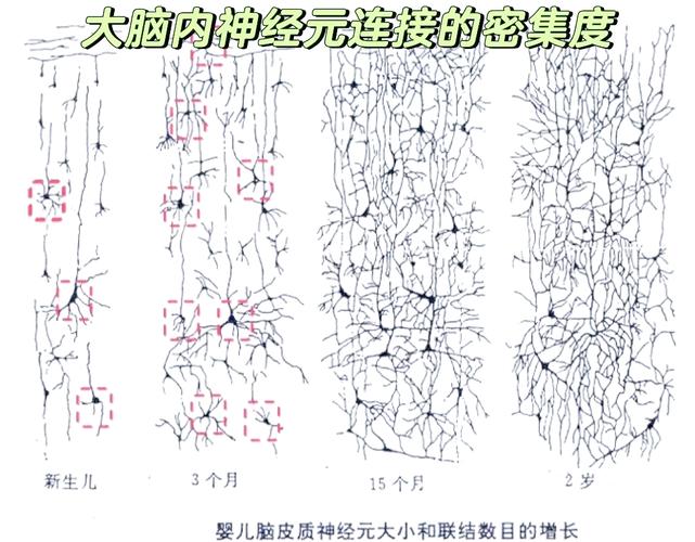 婴儿大脑神经元连接发育示意图