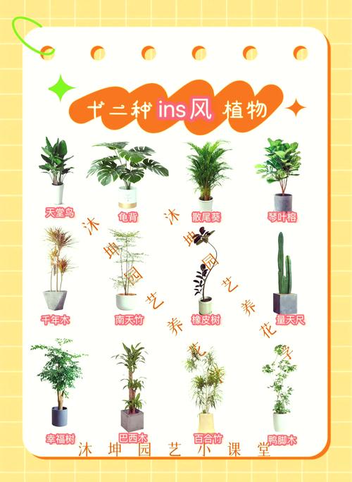 养绿植,怎么才算适量?