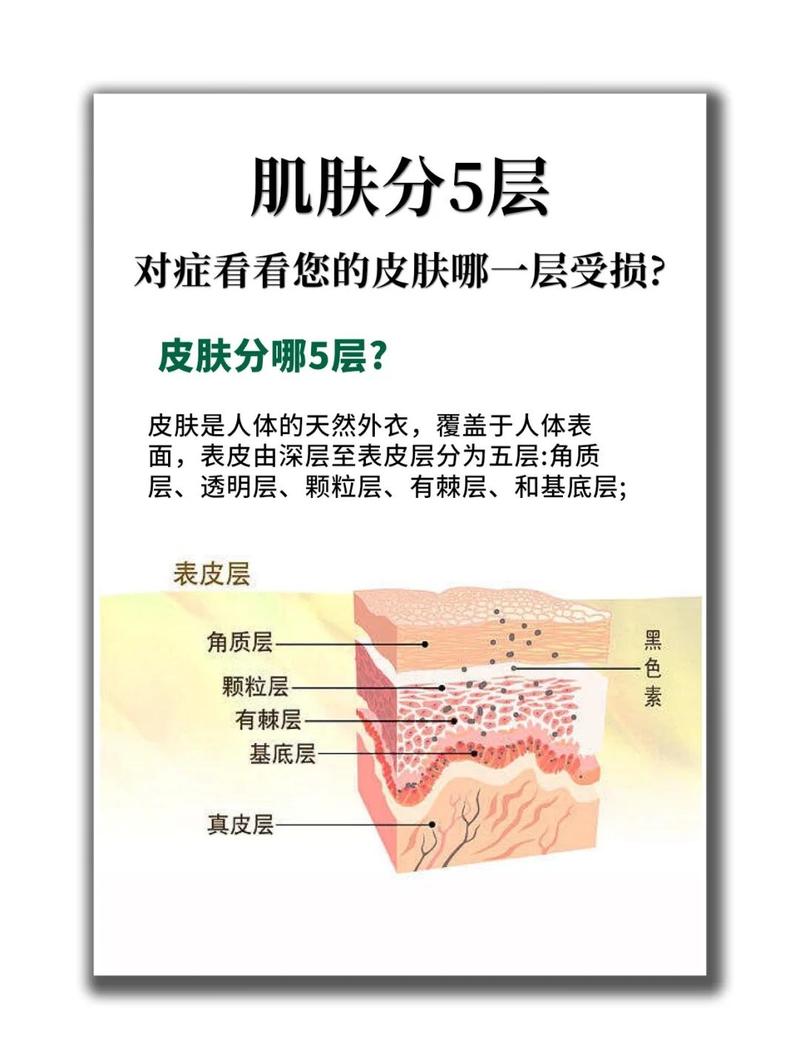 健康与受损皮肤角质层对比示意图