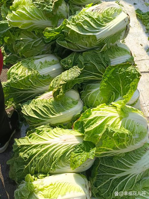 德州菜市场水泥台摆放的带霜本地青萝卜白菜