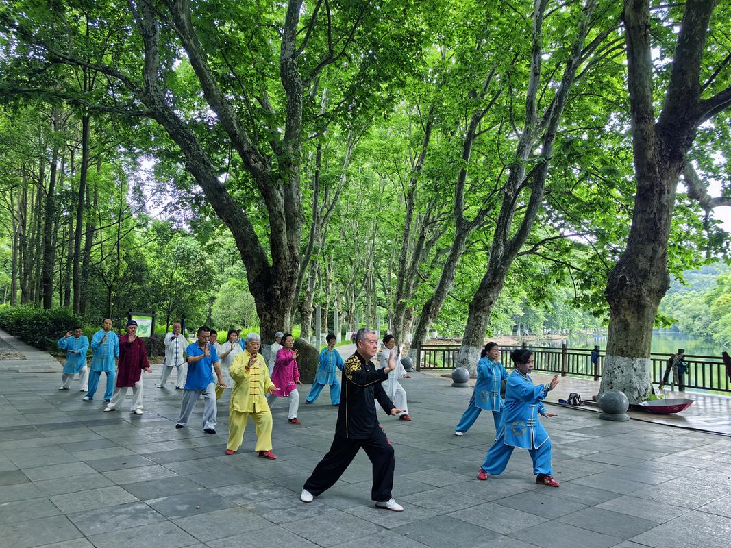 三伏天清晨公园阴凉处练习太极拳