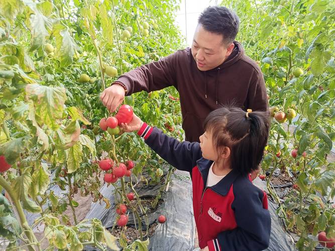 农场大棚里一家人弯腰采摘新鲜蔬果的瞬间