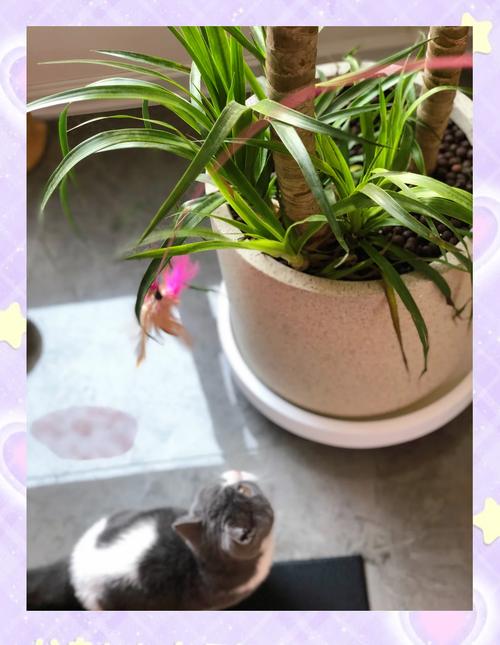 这些坑,九成养宠人都踩过