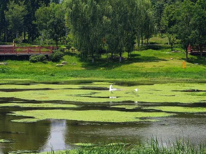 城市郊野原生湿地草丛生境