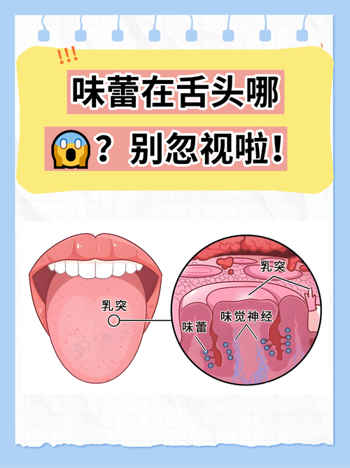 舌头上味蕾分布科学示意图