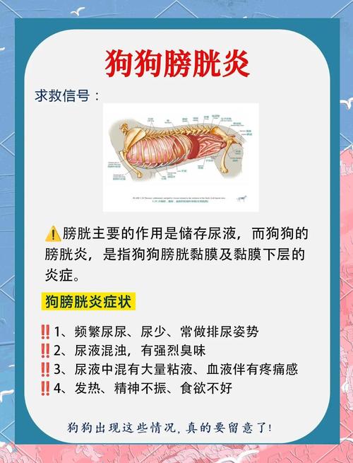 健康狗狗膀胱与发炎膀胱病理对比图