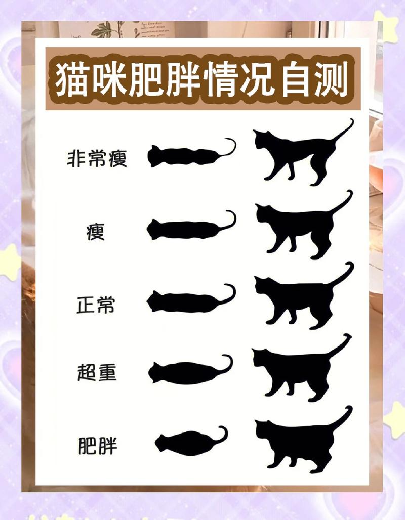 不同肥胖程度猫咪侧视图对比