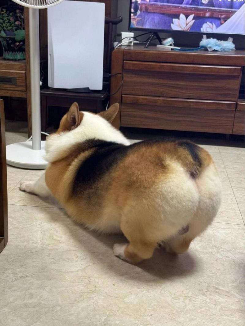柯基犬卡在小区快递柜缝隙里露着大屁股
