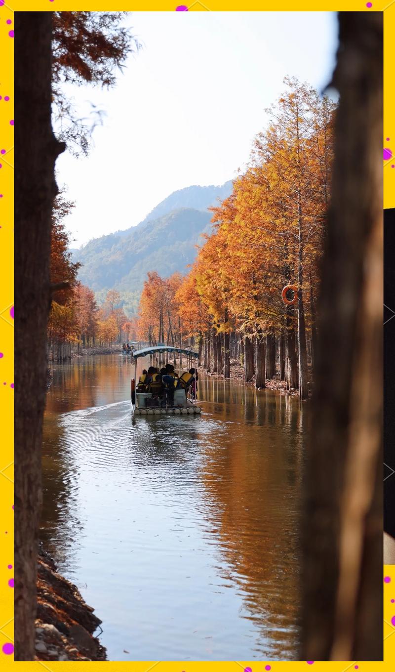 皖南川藏线落羽杉湿地秋景