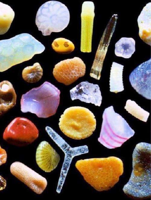 海滩沙粒显微镜照片 多彩矿物与生物碎屑