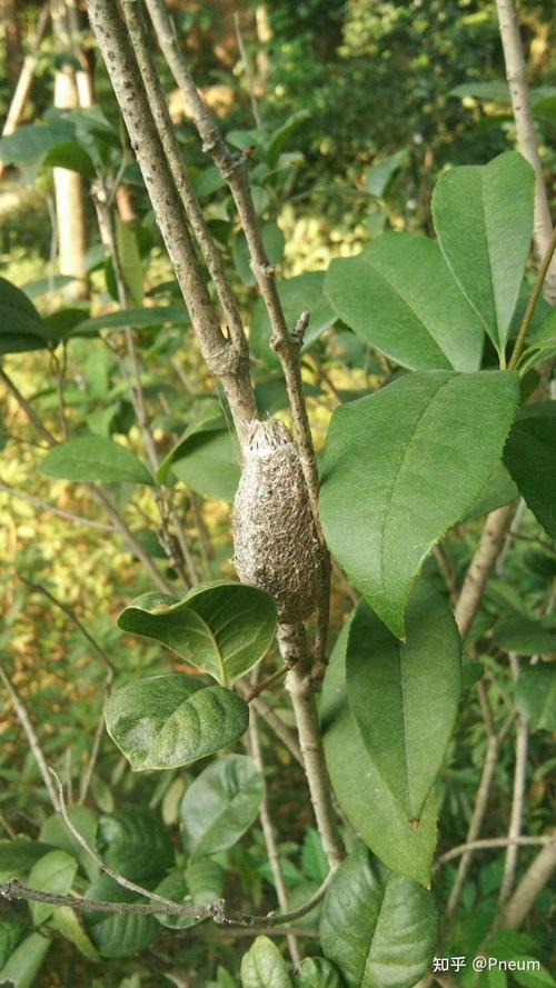 小区冬青丛背风处的毛毛虫茧