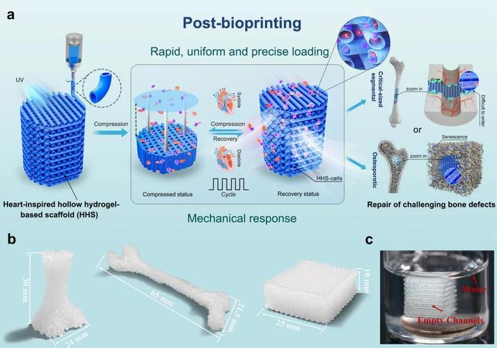 3D打印可降解高分子骨修复支架样品