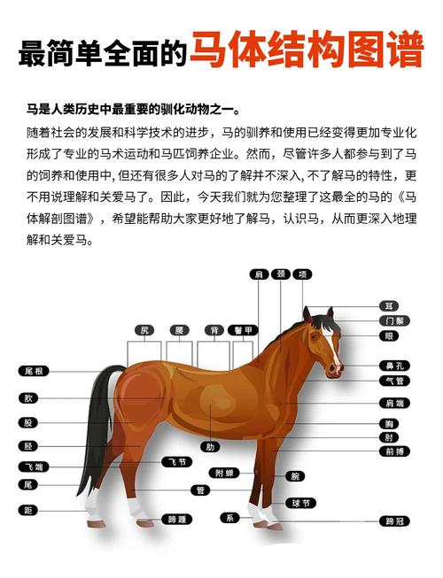 马背上的真相:一个业余骑手的碎碎念-因为所以