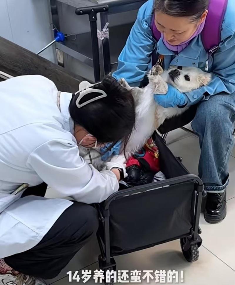 宠物医院走廊抱着呕吐幼犬等待就诊的主人