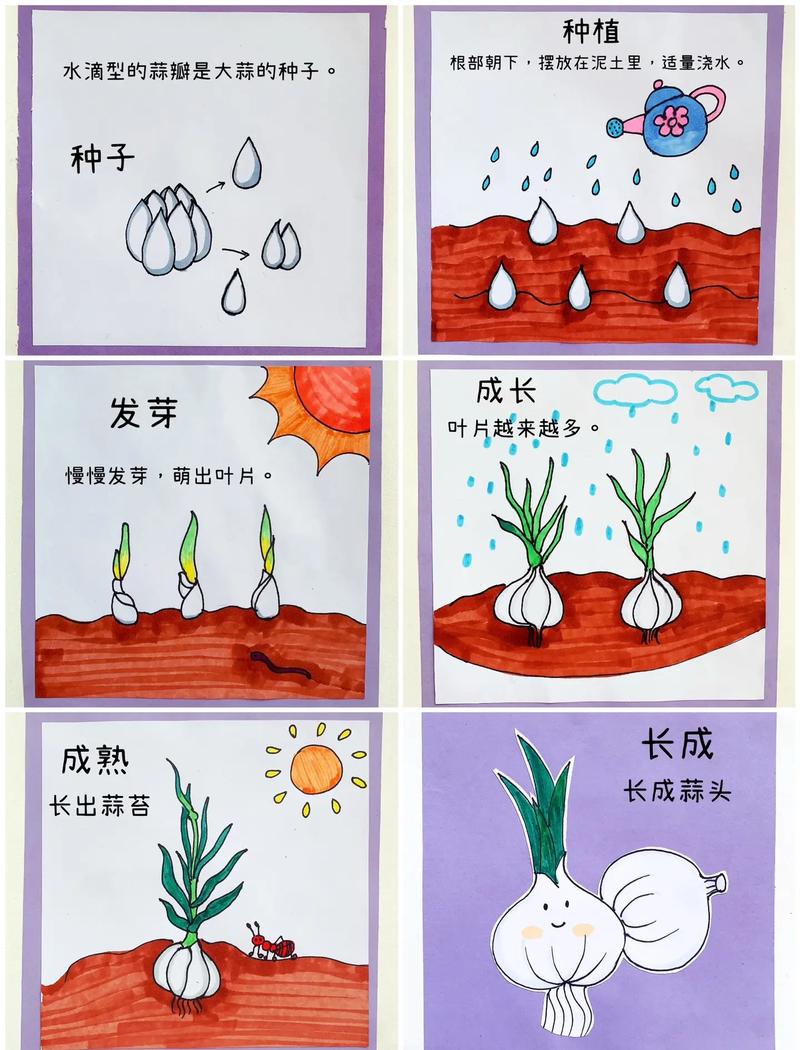 小朋友手绘植物生长周期循环图