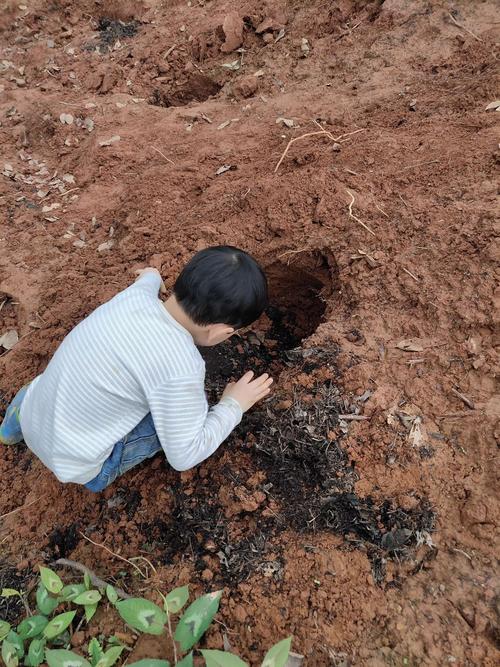 小学操场银杏树下埋仓鼠的小土堆
