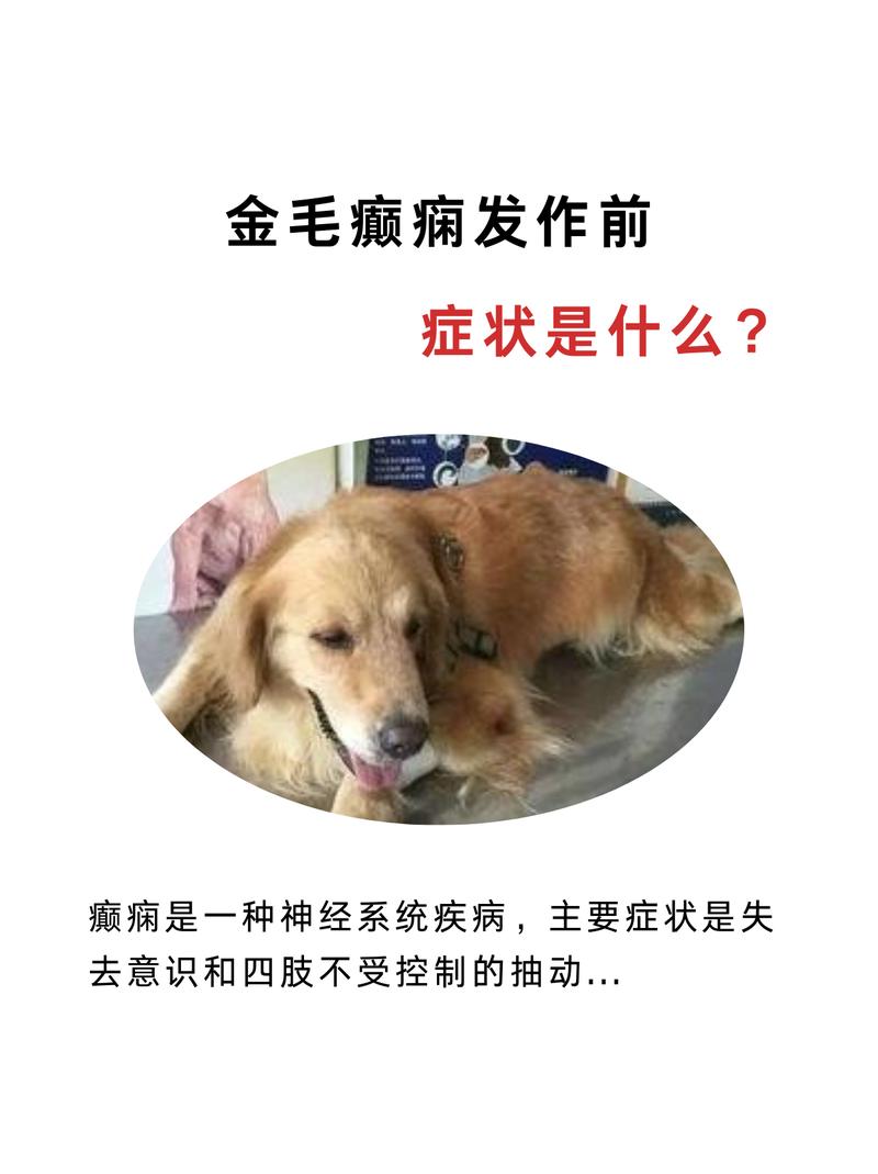 家养金毛癫痫发作侧卧四肢抽动的实拍图