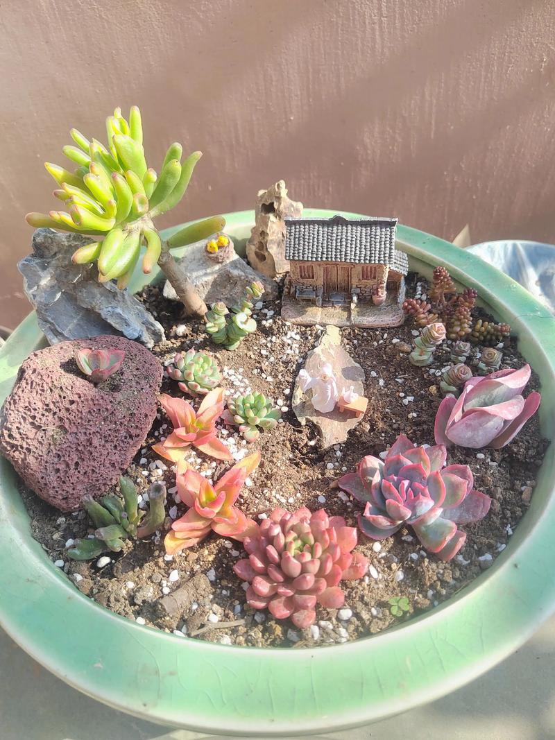 水泥花盆多肉植物组合实拍