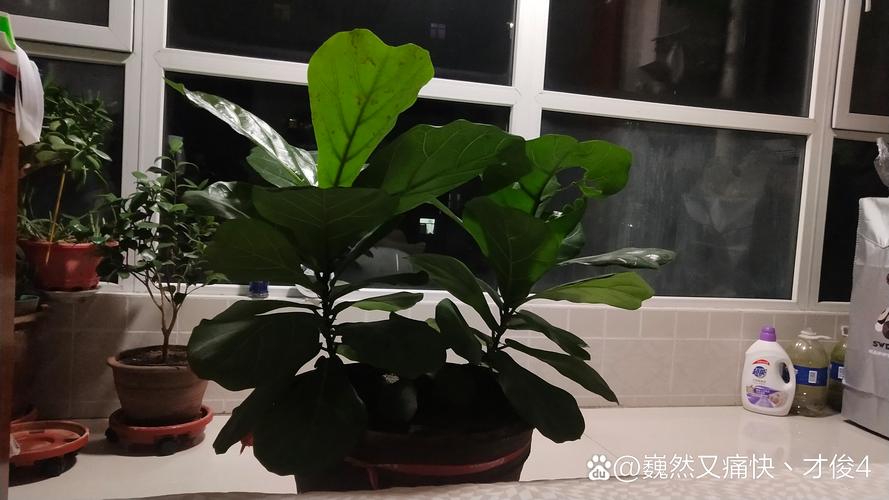 粘虫板上粘满黑色小飞虫琴叶榕花盆旁特写