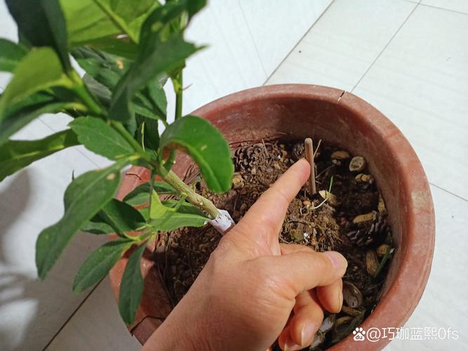 开花盆栽竹签测盆土湿度操作图