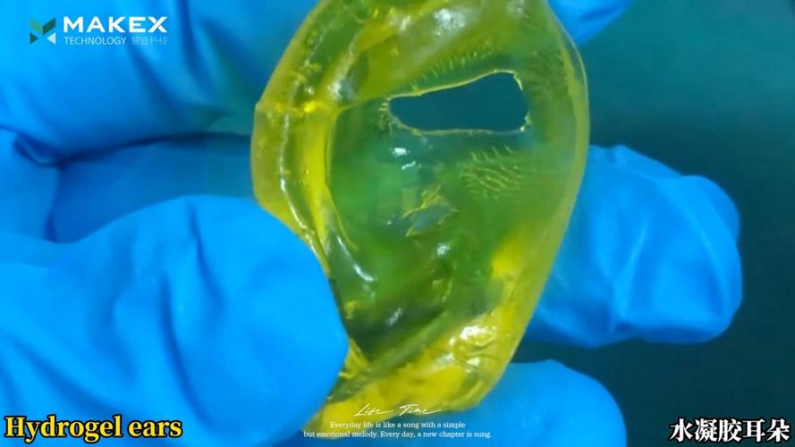 3D打印生物医用耳支架培养图